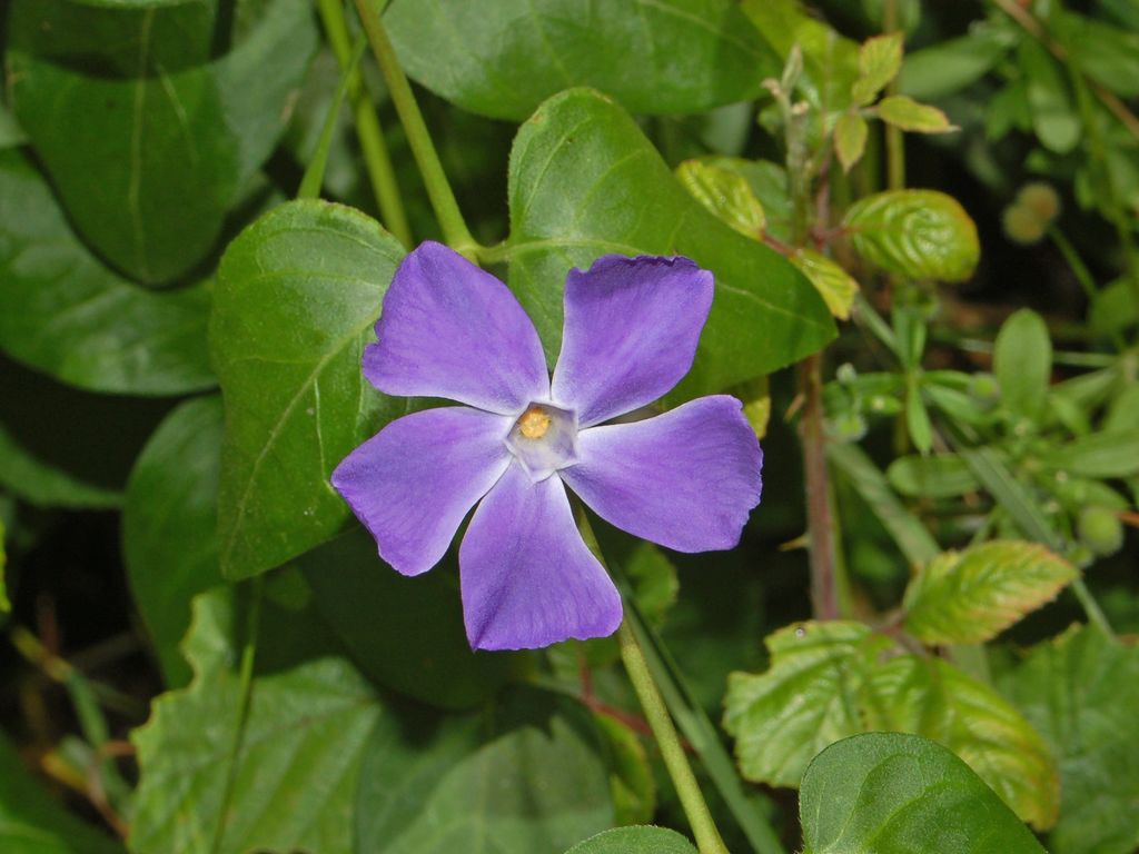 Un fiore tra le erbacce - Vinca sp.